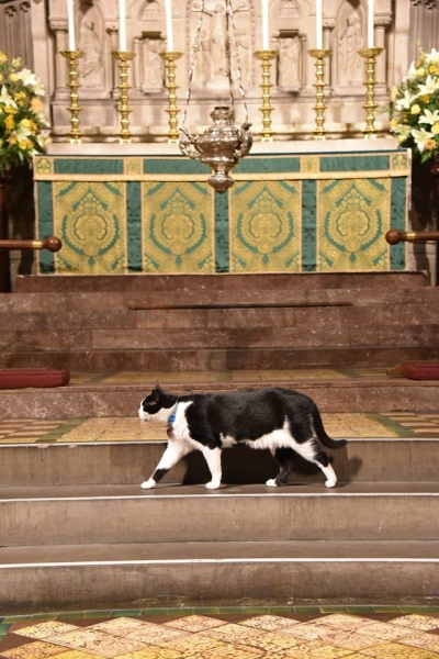 Simon the Church Cat, caretaker of the Church of the Advent in Boston, MA
