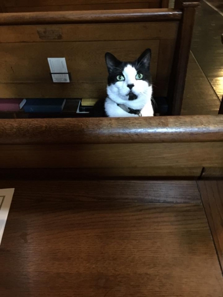 Simon the Church Cat, caretaker of the Church of the Advent in Boston, MA (Photo by Julianne Ture)