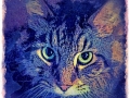 Cat Portrait 2018 Calendar