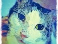 Cat Portrait 2018 Calendar