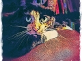 Cat Portrait 2018 Calendar