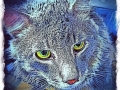 Cat Portrait 2018 Calendar