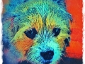 Dog Portrait 2018 Calendar
