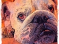 Dog Portrait 2018 Calendar