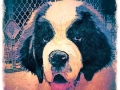 Dog Portrait 2018 Calendar