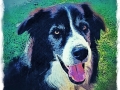 Dog Portrait 2018 Calendar