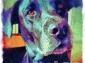 Arwyn-black-labrador-retriever-portrait-digital-art-LR-WM