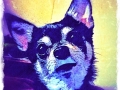 Chihuahua-digital-pet-dog-portrait-VZTAT