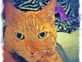Custom-digital-pet-portrait-BZTAT-28