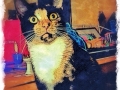 Mia-Meow-Tortoise-shell-cat-digital-photo-BZTAT