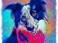 black-white-border-collie-dog-digital-portrait-BZTAT-LR