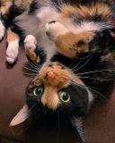 Mia Meow