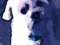 28. White Maltese Dog Drawing Card (Blank Inside)